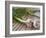 Fresh Garlic on Teak Table, Clos Des Iles, Le Brusc, Var, Cote d'Azur, France-Per Karlsson-Framed Photographic Print