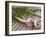 Fresh Garlic on Teak Table, Clos Des Iles, Le Brusc, Var, Cote d'Azur, France-Per Karlsson-Framed Photographic Print