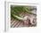 Fresh Garlic on Teak Table, Clos Des Iles, Le Brusc, Var, Cote d'Azur, France-Per Karlsson-Framed Photographic Print