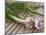 Fresh Garlic on Teak Table, Clos Des Iles, Le Brusc, Var, Cote d'Azur, France-Per Karlsson-Mounted Photographic Print