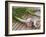 Fresh Garlic on Teak Table, Clos Des Iles, Le Brusc, Var, Cote d'Azur, France-Per Karlsson-Framed Photographic Print