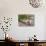 Fresh Garlic on Teak Table, Clos Des Iles, Le Brusc, Var, Cote d'Azur, France-Per Karlsson-Photographic Print displayed on a wall