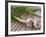 Fresh Garlic on Teak Table, Clos Des Iles, Le Brusc, Var, Cote d'Azur, France-Per Karlsson-Framed Photographic Print