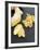 Fresh Ginger Root in Slices and Grated-Winfried Heinze-Framed Photographic Print