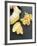 Fresh Ginger Root in Slices and Grated-Winfried Heinze-Framed Photographic Print