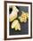 Fresh Ginger Root in Slices and Grated-Winfried Heinze-Framed Photographic Print