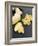 Fresh Ginger Root in Slices and Grated-Winfried Heinze-Framed Photographic Print