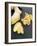 Fresh Ginger Root in Slices and Grated-Winfried Heinze-Framed Photographic Print