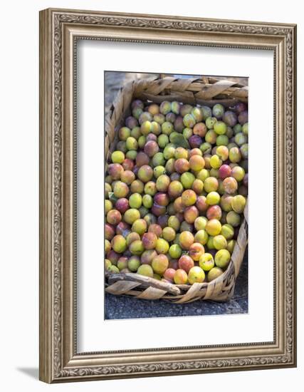 Fresh golden plums for sale, Andria, Italy, Europe-Lisa S. Engelbrecht-Framed Photographic Print