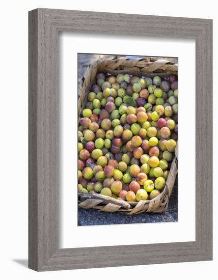 Fresh golden plums for sale, Andria, Italy, Europe-Lisa S. Engelbrecht-Framed Photographic Print