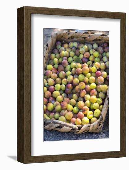 Fresh golden plums for sale, Andria, Italy, Europe-Lisa S. Engelbrecht-Framed Photographic Print