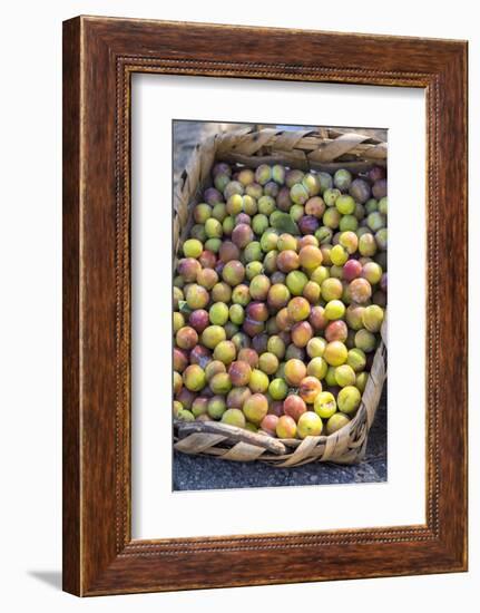 Fresh golden plums for sale, Andria, Italy, Europe-Lisa S. Engelbrecht-Framed Photographic Print