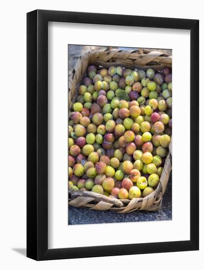 Fresh golden plums for sale, Andria, Italy, Europe-Lisa S. Engelbrecht-Framed Photographic Print