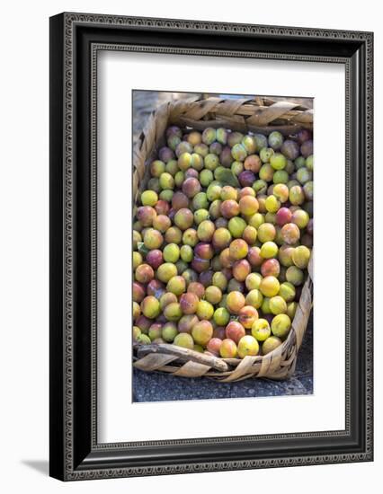 Fresh golden plums for sale, Andria, Italy, Europe-Lisa S. Engelbrecht-Framed Photographic Print