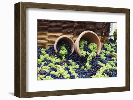 Fresh Grapes at Harvest Festival.-Terry Eggers-Framed Photographic Print