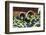 Fresh Grapes at Harvest Festival.-Terry Eggers-Framed Photographic Print