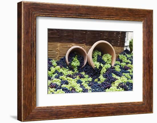 Fresh Grapes at Harvest Festival.-Terry Eggers-Framed Photographic Print