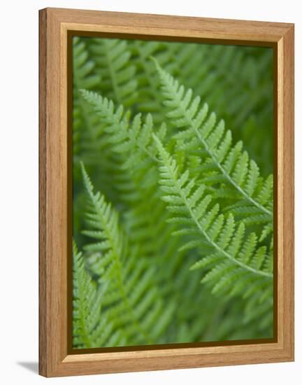 Fresh Green Ferns in A Row, Olympic National Park, Washington, USA-Terry Eggers-Framed Premier Image Canvas