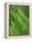 Fresh Green Ferns in A Row, Olympic National Park, Washington, USA-Terry Eggers-Framed Premier Image Canvas