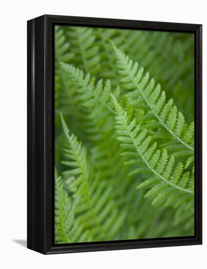 Fresh Green Ferns in A Row, Olympic National Park, Washington, USA-Terry Eggers-Framed Premier Image Canvas