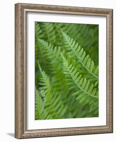 Fresh Green Ferns in A Row, Olympic National Park, Washington, USA-Terry Eggers-Framed Photographic Print