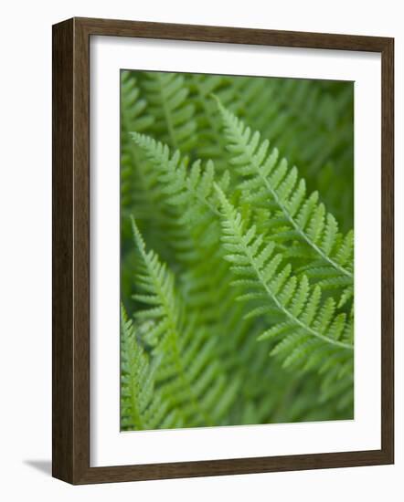 Fresh Green Ferns in A Row, Olympic National Park, Washington, USA-Terry Eggers-Framed Photographic Print