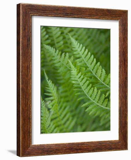 Fresh Green Ferns in A Row, Olympic National Park, Washington, USA-Terry Eggers-Framed Photographic Print