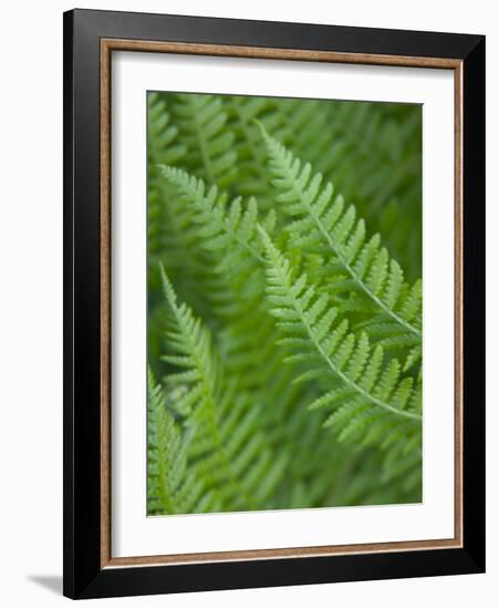 Fresh Green Ferns in A Row, Olympic National Park, Washington, USA-Terry Eggers-Framed Photographic Print