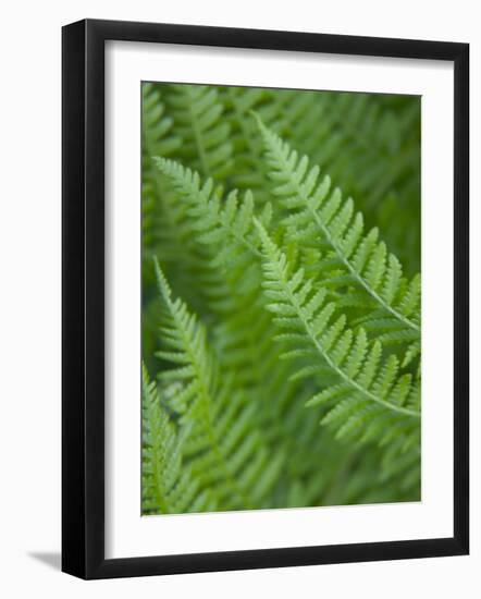 Fresh Green Ferns in A Row, Olympic National Park, Washington, USA-Terry Eggers-Framed Photographic Print