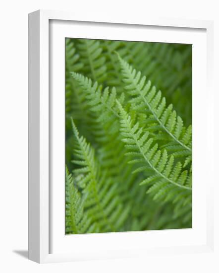 Fresh Green Ferns in A Row, Olympic National Park, Washington, USA-Terry Eggers-Framed Photographic Print