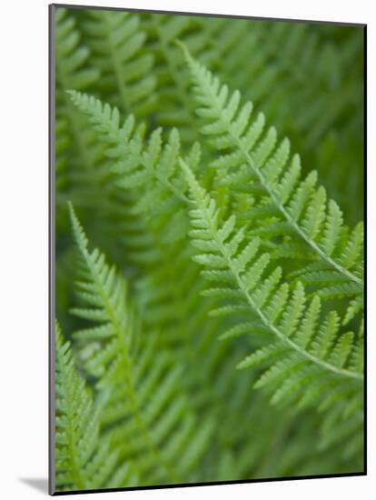 Fresh Green Ferns in A Row, Olympic National Park, Washington, USA-Terry Eggers-Mounted Photographic Print