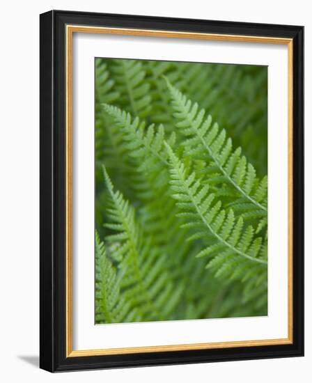 Fresh Green Ferns in A Row, Olympic National Park, Washington, USA-Terry Eggers-Framed Photographic Print