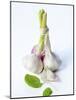 Fresh Green Garlic-Ira Leoni-Mounted Photographic Print