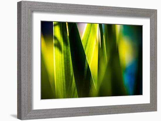 Fresh Green Spring Grass-Daniil Belyay-Framed Photographic Print