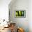 Fresh Green Spring Grass-Daniil Belyay-Framed Photographic Print displayed on a wall