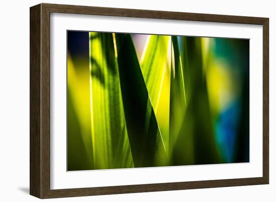 Fresh Green Spring Grass-Daniil Belyay-Framed Photographic Print