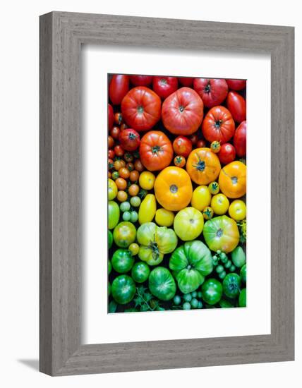 Fresh Heirloom Tomatoes Background, Organic Produce at a Farmer's Market. Tomatoes Rainbow.-Letterberry-Framed Photographic Print