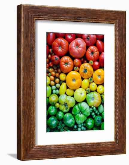 Fresh Heirloom Tomatoes Background, Organic Produce at a Farmer's Market. Tomatoes Rainbow.-Letterberry-Framed Photographic Print