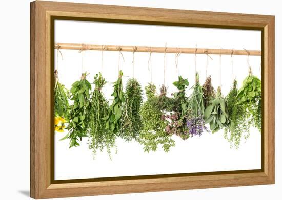 Fresh Herbs Hanging Isolated on White. Basil, Rosemary, Thyme, Mint-LiliGraphie-Framed Premier Image Canvas