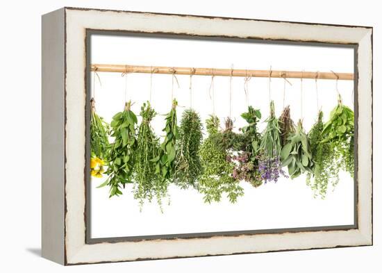 Fresh Herbs Hanging Isolated on White. Basil, Rosemary, Thyme, Mint-LiliGraphie-Framed Premier Image Canvas