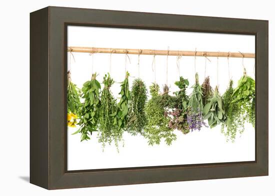 Fresh Herbs Hanging Isolated on White. Basil, Rosemary, Thyme, Mint-LiliGraphie-Framed Premier Image Canvas