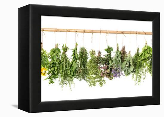 Fresh Herbs Hanging Isolated on White. Basil, Rosemary, Thyme, Mint-LiliGraphie-Framed Premier Image Canvas