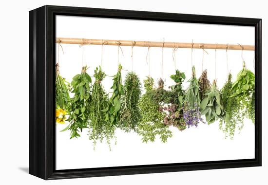 Fresh Herbs Hanging Isolated on White. Basil, Rosemary, Thyme, Mint-LiliGraphie-Framed Premier Image Canvas