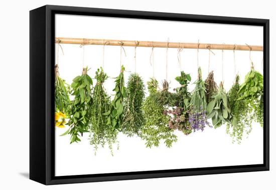 Fresh Herbs Hanging Isolated on White. Basil, Rosemary, Thyme, Mint-LiliGraphie-Framed Premier Image Canvas