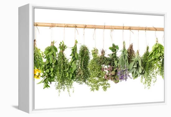 Fresh Herbs Hanging Isolated on White. Basil, Rosemary, Thyme, Mint-LiliGraphie-Framed Premier Image Canvas