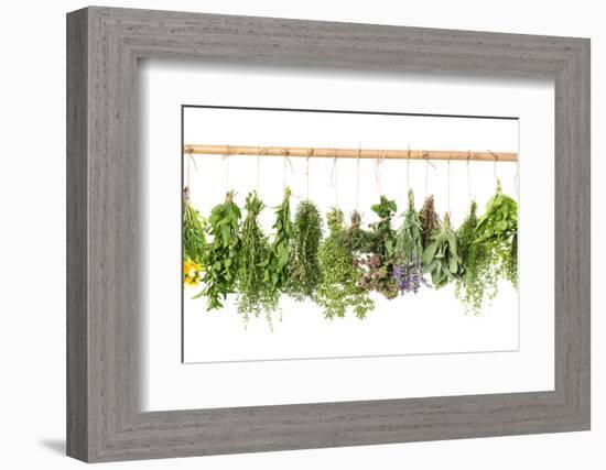 Fresh Herbs Hanging Isolated on White. Basil, Rosemary, Thyme, Mint-LiliGraphie-Framed Photographic Print