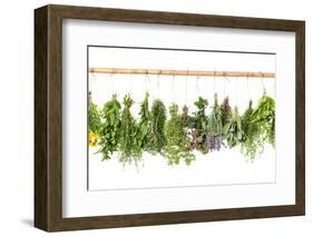 Fresh Herbs Hanging Isolated on White. Basil, Rosemary, Thyme, Mint-LiliGraphie-Framed Photographic Print