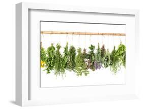 Fresh Herbs Hanging Isolated on White. Basil, Rosemary, Thyme, Mint-LiliGraphie-Framed Photographic Print