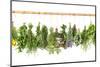 Fresh Herbs Hanging Isolated on White. Basil, Rosemary, Thyme, Mint-LiliGraphie-Mounted Photographic Print