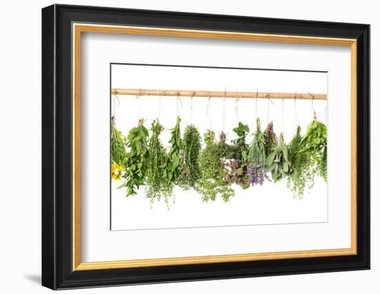 Fresh Herbs Hanging Isolated on White. Basil, Rosemary, Thyme, Mint-LiliGraphie-Framed Photographic Print